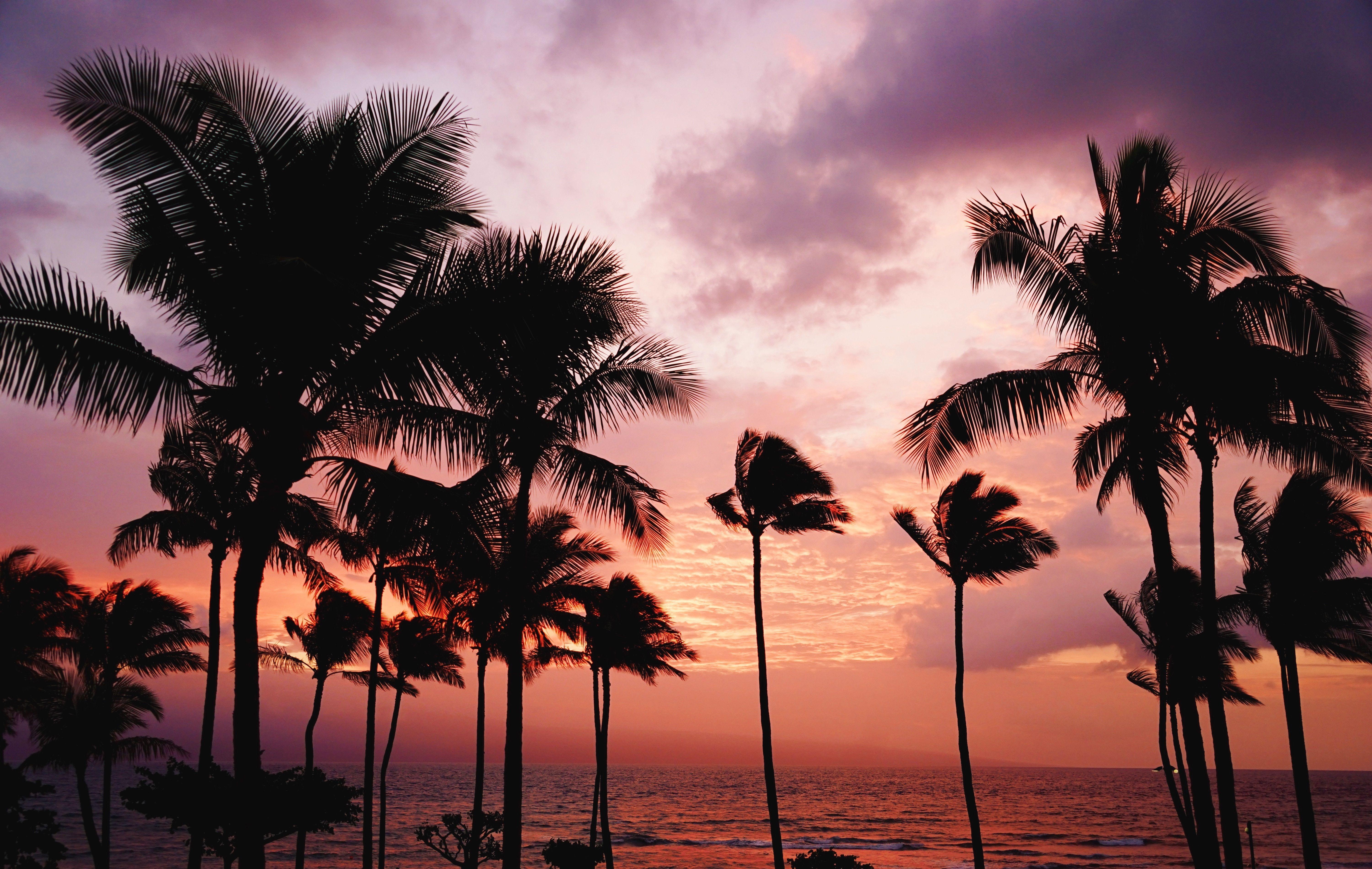 6000x3803 Wallpaper Hawaii Palm Trees Sunset