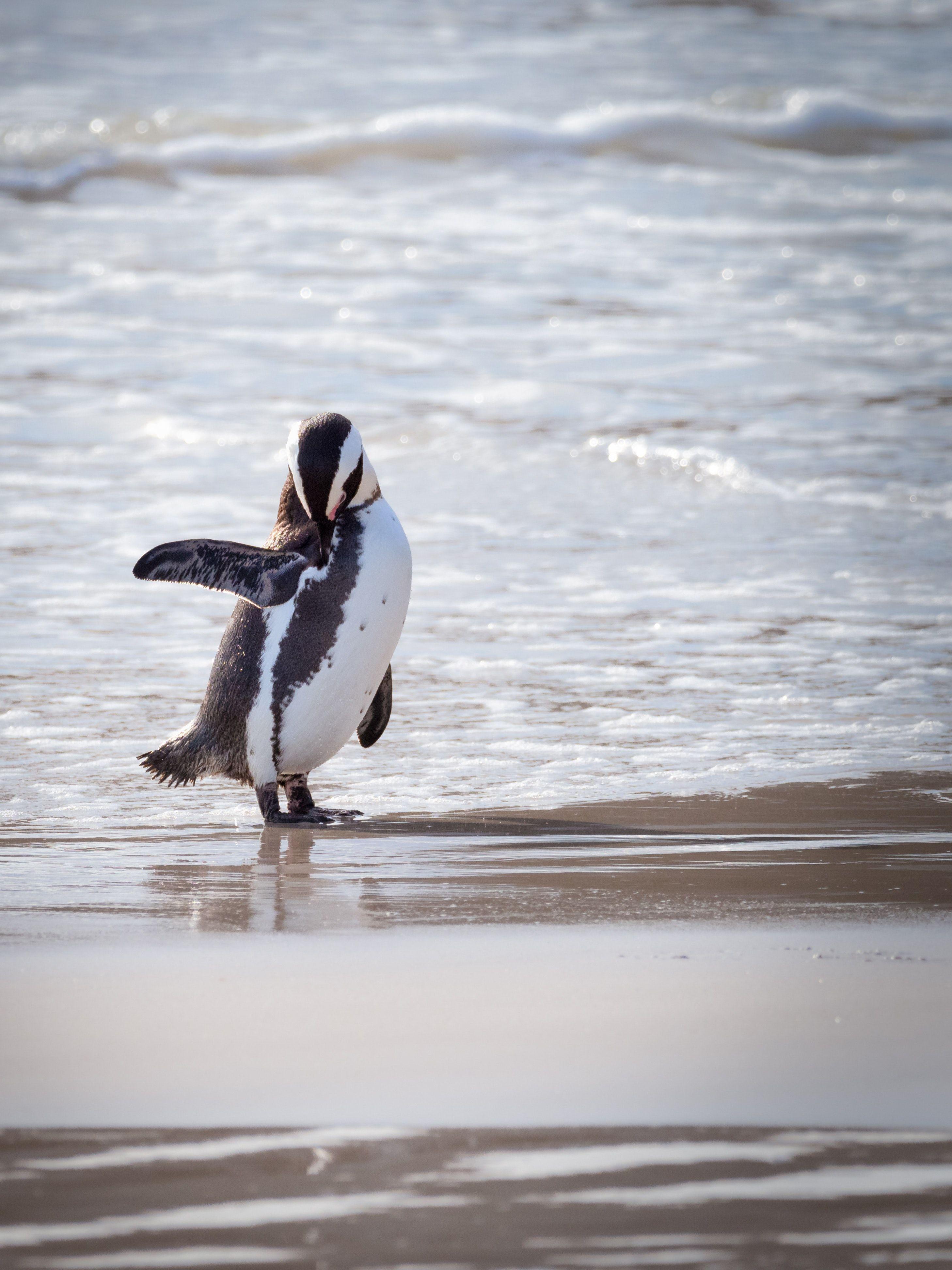 2916x3888 Penguin By The Shore · Free