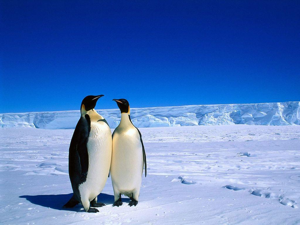 1024x768 Penguin Wallpaper