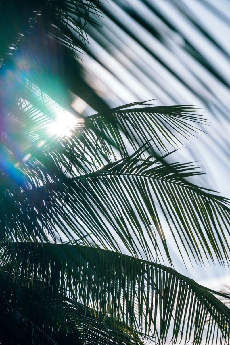 800x1200 Free Public Domain Palm Tree Photo