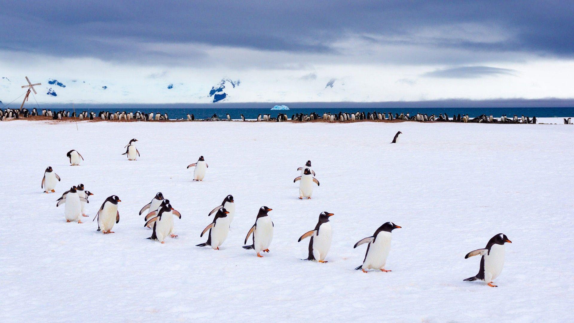 1920x1080 Penguins On Snow With Background Of Beach And Cloudy Sky HD Birds Wallpaper