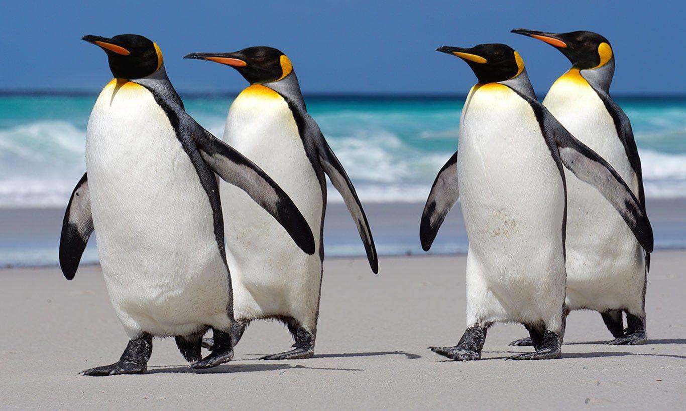 1366x820 Penguin Wallpaper
