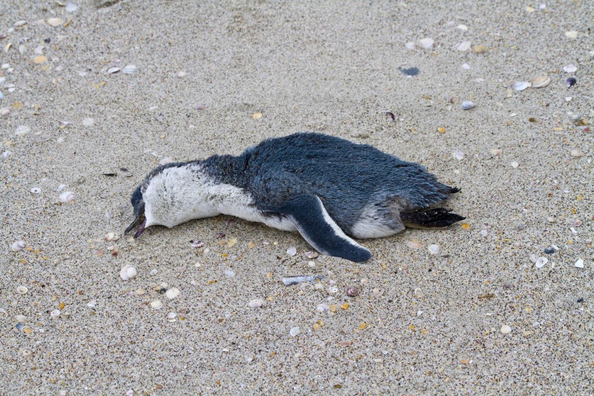 1200x800 Fairy Penguin wallpaper, Animal, HQ Fairy Penguin pictureK Wallpaper 2019
