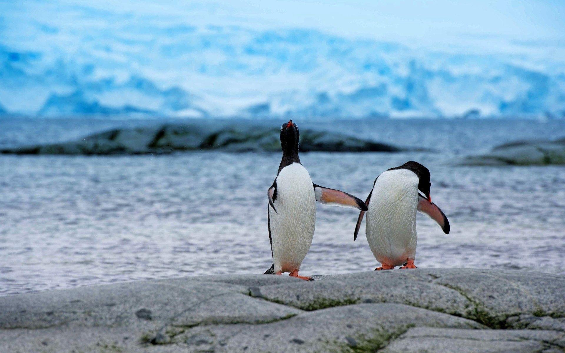 1920x1200 penguins HD wallpaper, background
