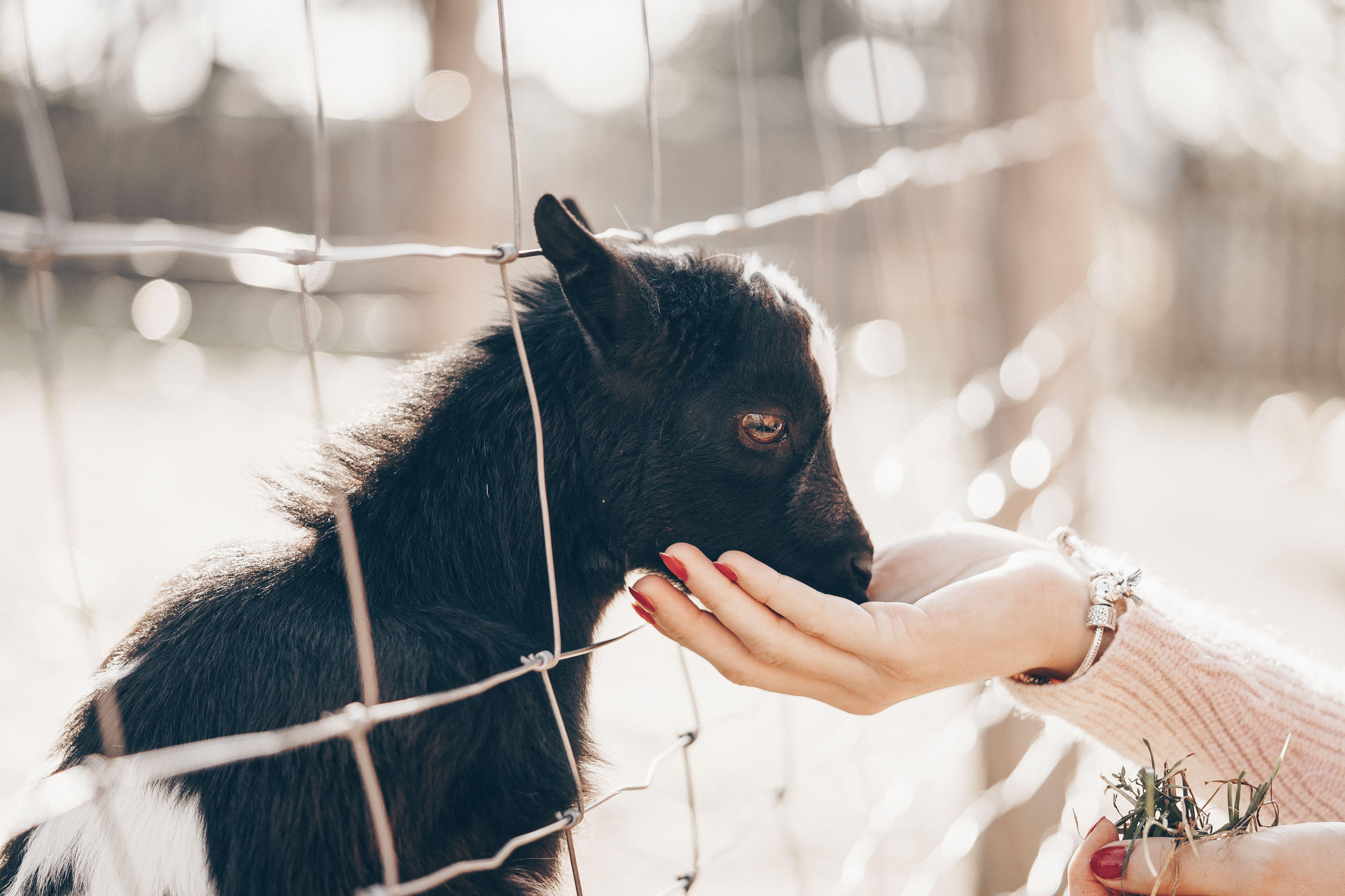 5000x3333 Woman Feeding a Baby Goat Free
