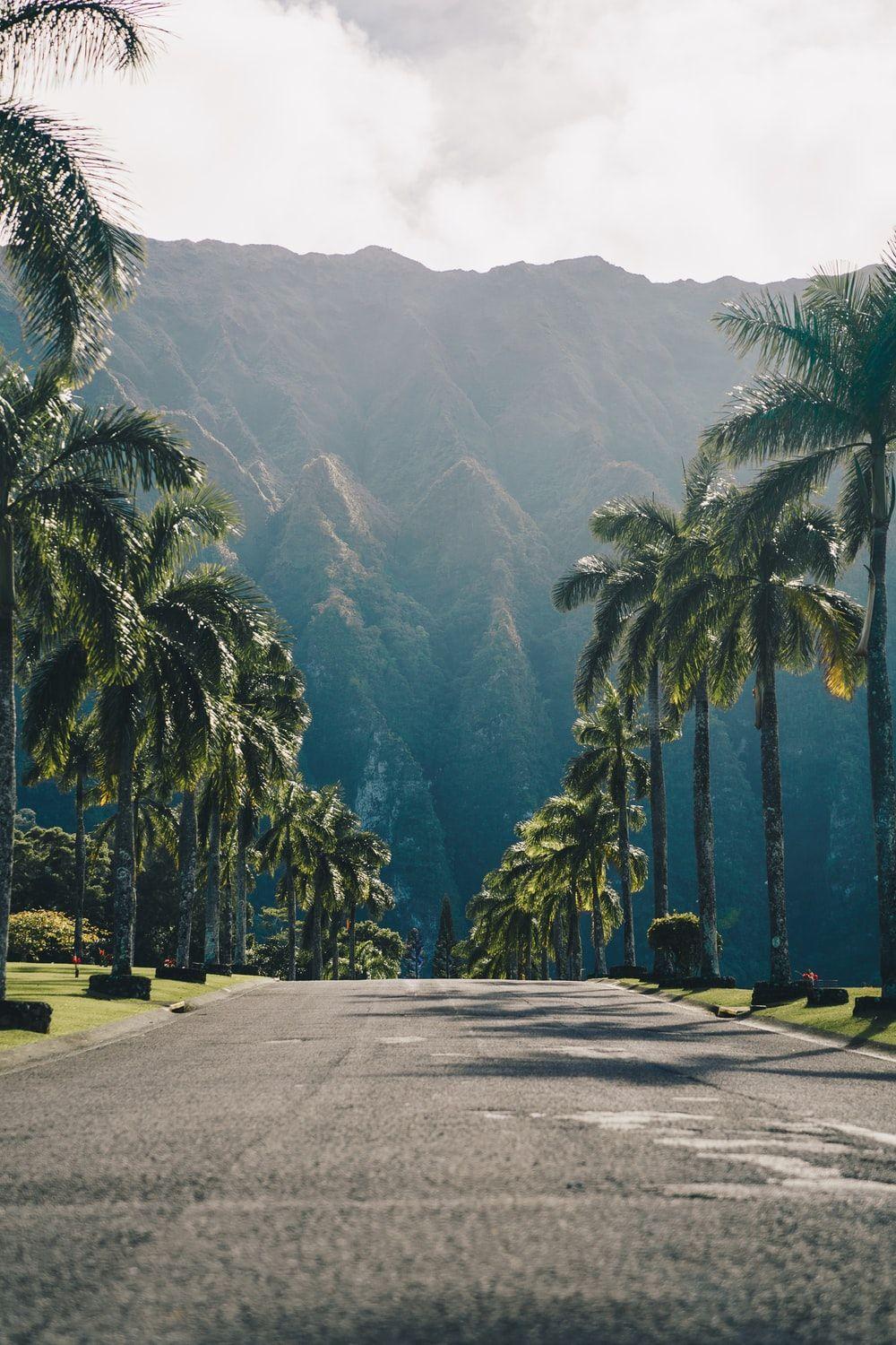 1000x1500 Palm Tree Shadow Picture. Download Free Image
