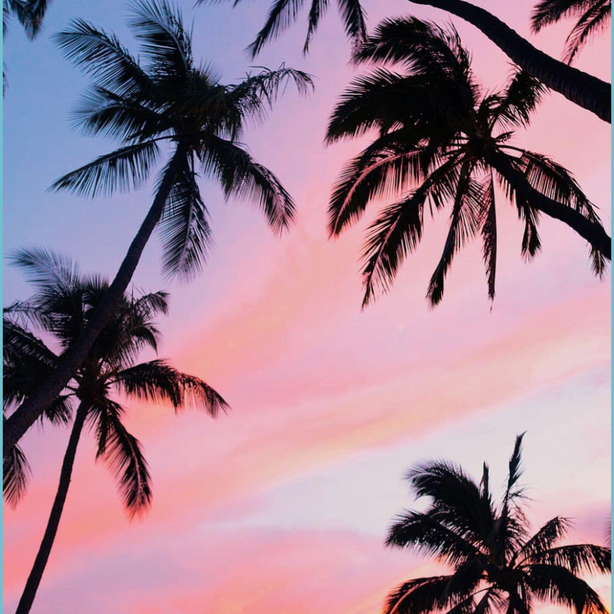 Hawaii Aesthetic Palm Trees Wallpapers - Top Free Hawaii Aesthetic Palm ...