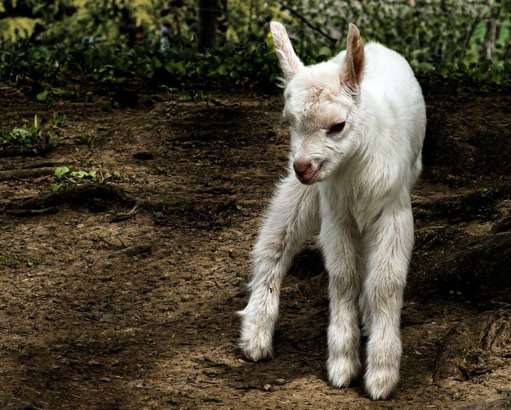 1000x802 Baby Goat Picture. Download Free Image