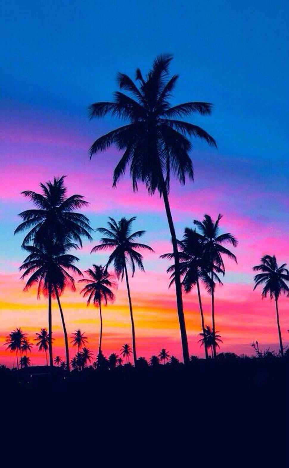 970x1568 Hawaii Summer Coconut Tree Wallpaper