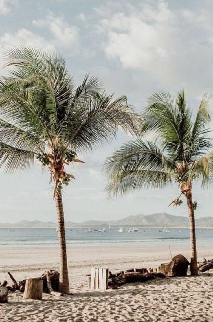 736x1111 Mountain Side Beach Aesthetic Palm Trees .