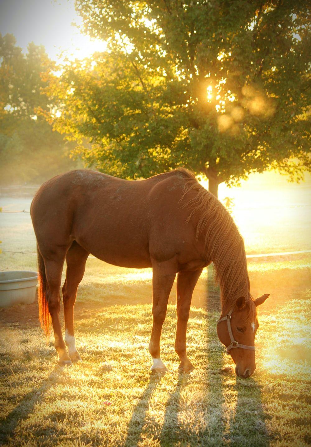 1000x1434 Horse Wallpaper: Free HD Download [HQ]