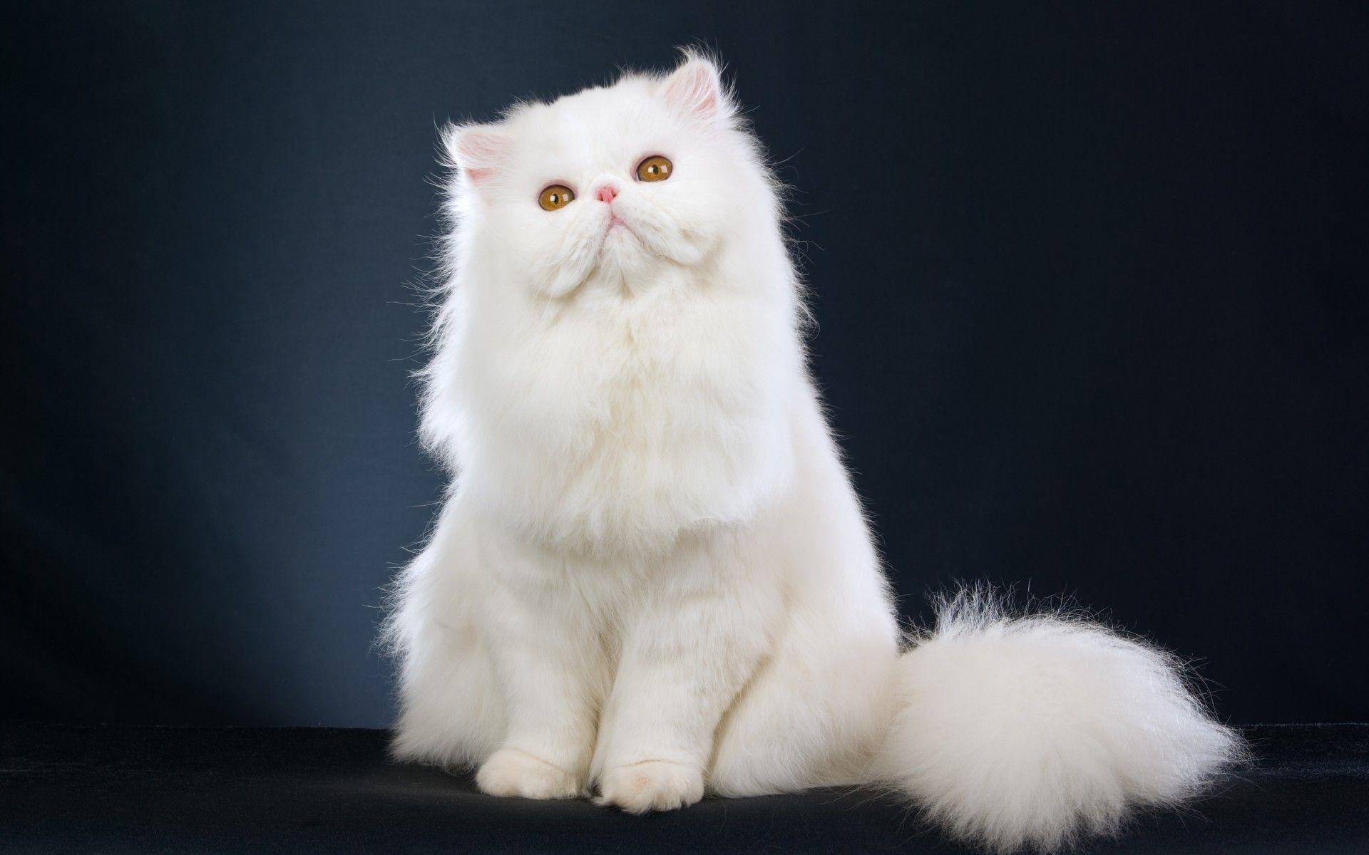 1920x1200 Persian Cat