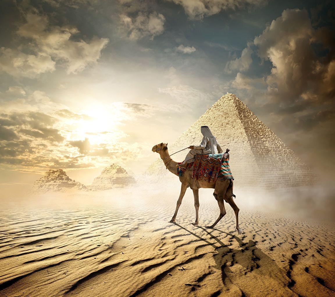 1152x1024 Desktop Wallpaper Camels Egypt Cairo Desert Pyramid Animals