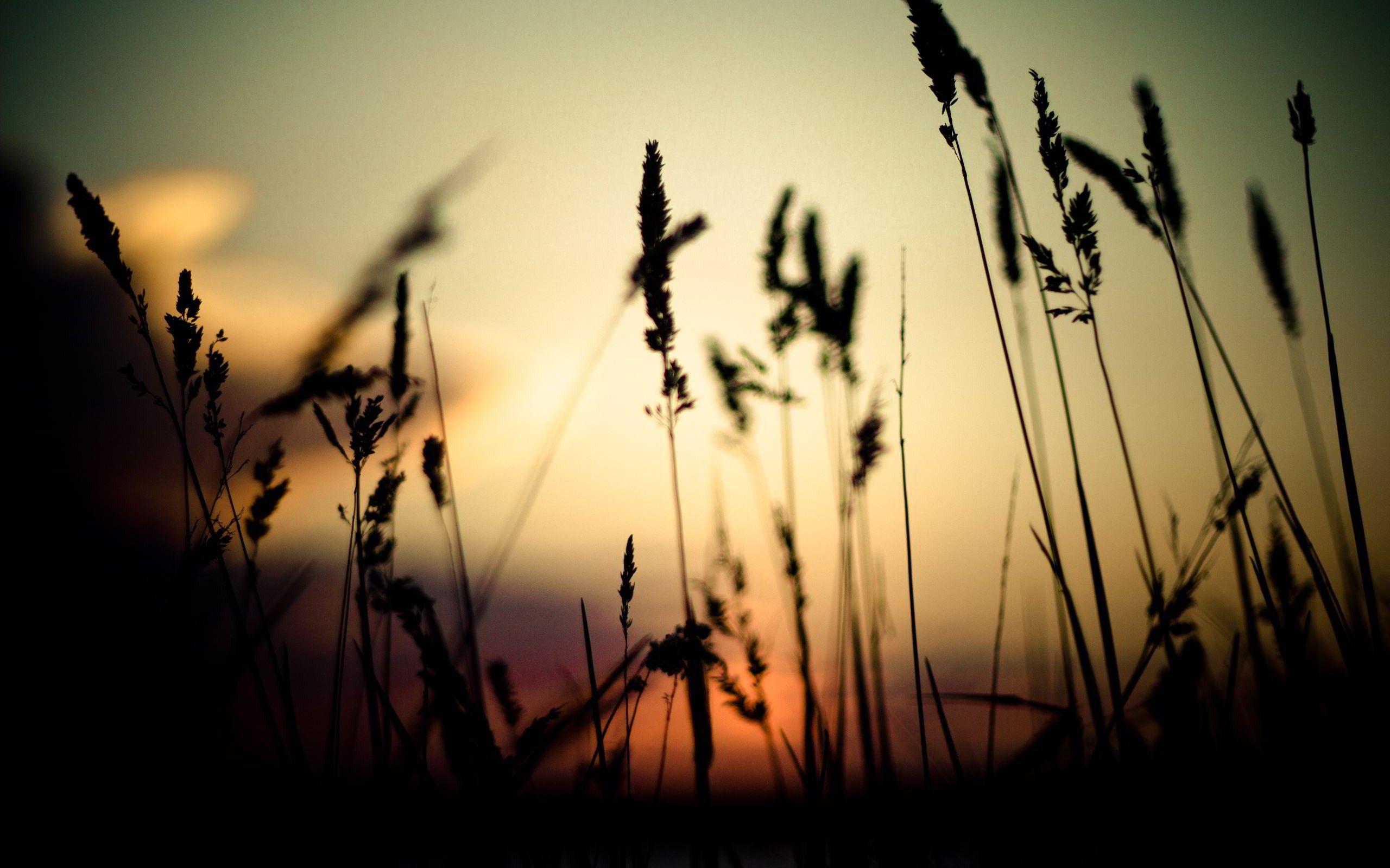 2560x1600 DOWNLOAD NEW HD WALLPAPER FOR LAPTOP