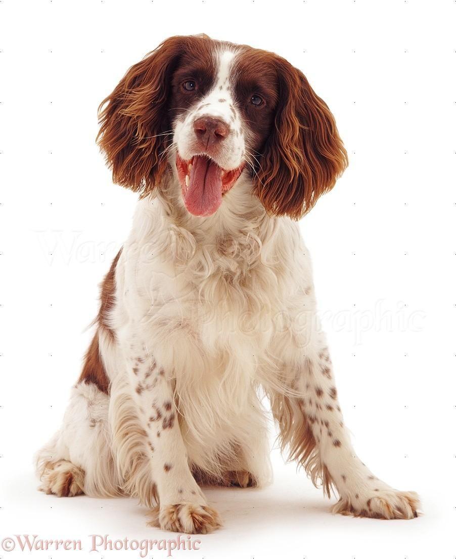 902x1104 Welsh Springer Spaniel Wallpaper HD Download. Springer spaniel, Puppy dog photo, English springer spaniel