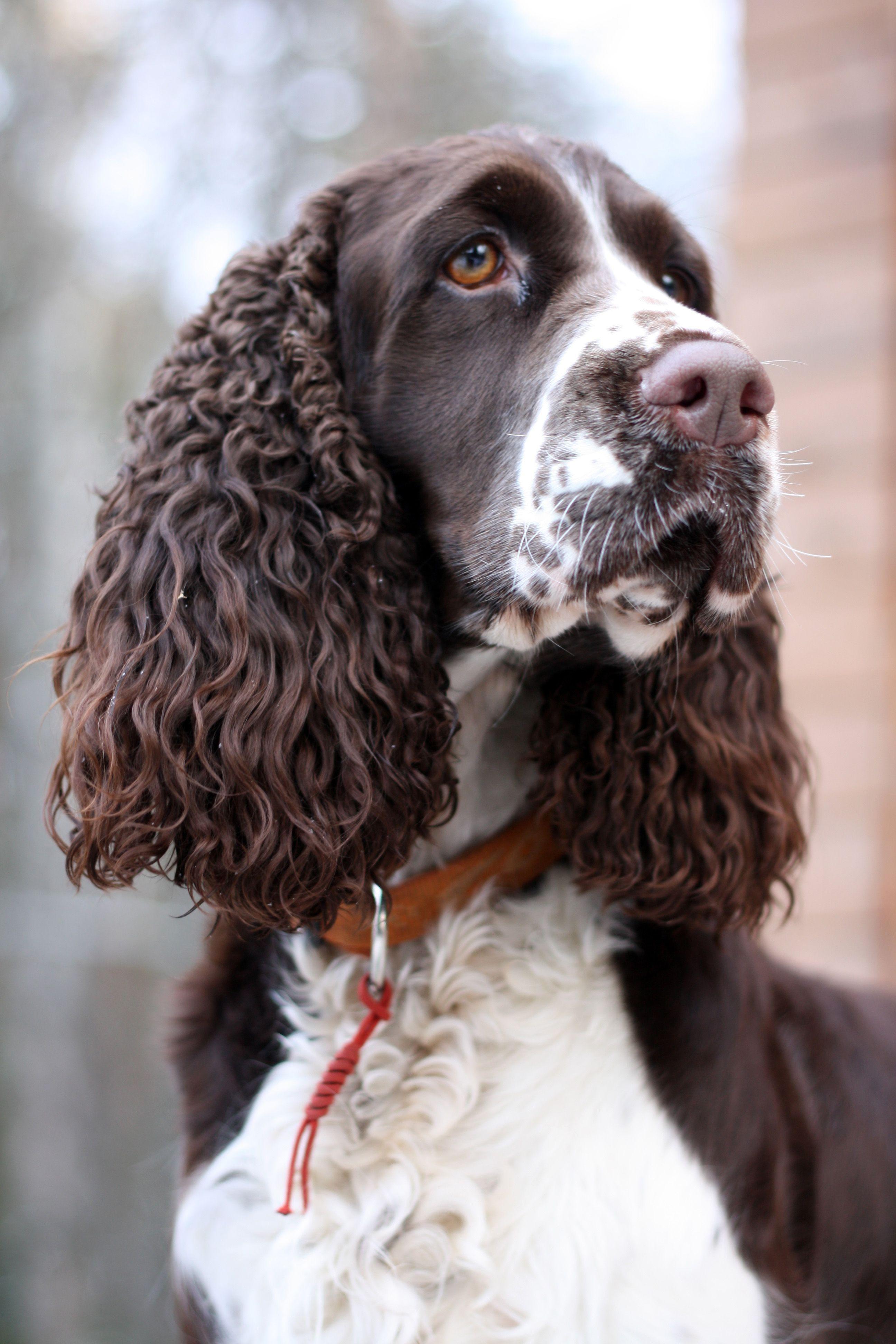 2592x3888 english springer spaniel spaniel, English springer spaniel, Spaniel puppies