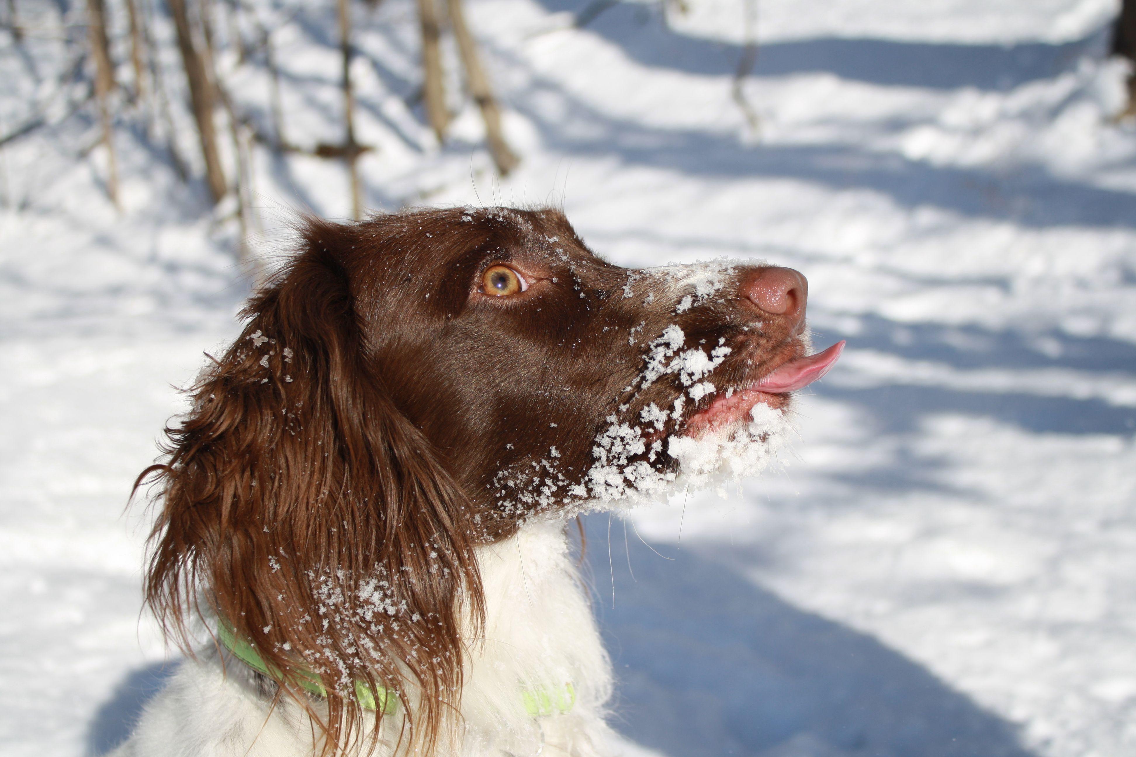 English Springer Spaniel Wallpapers - Top Free English Springer Spaniel ...