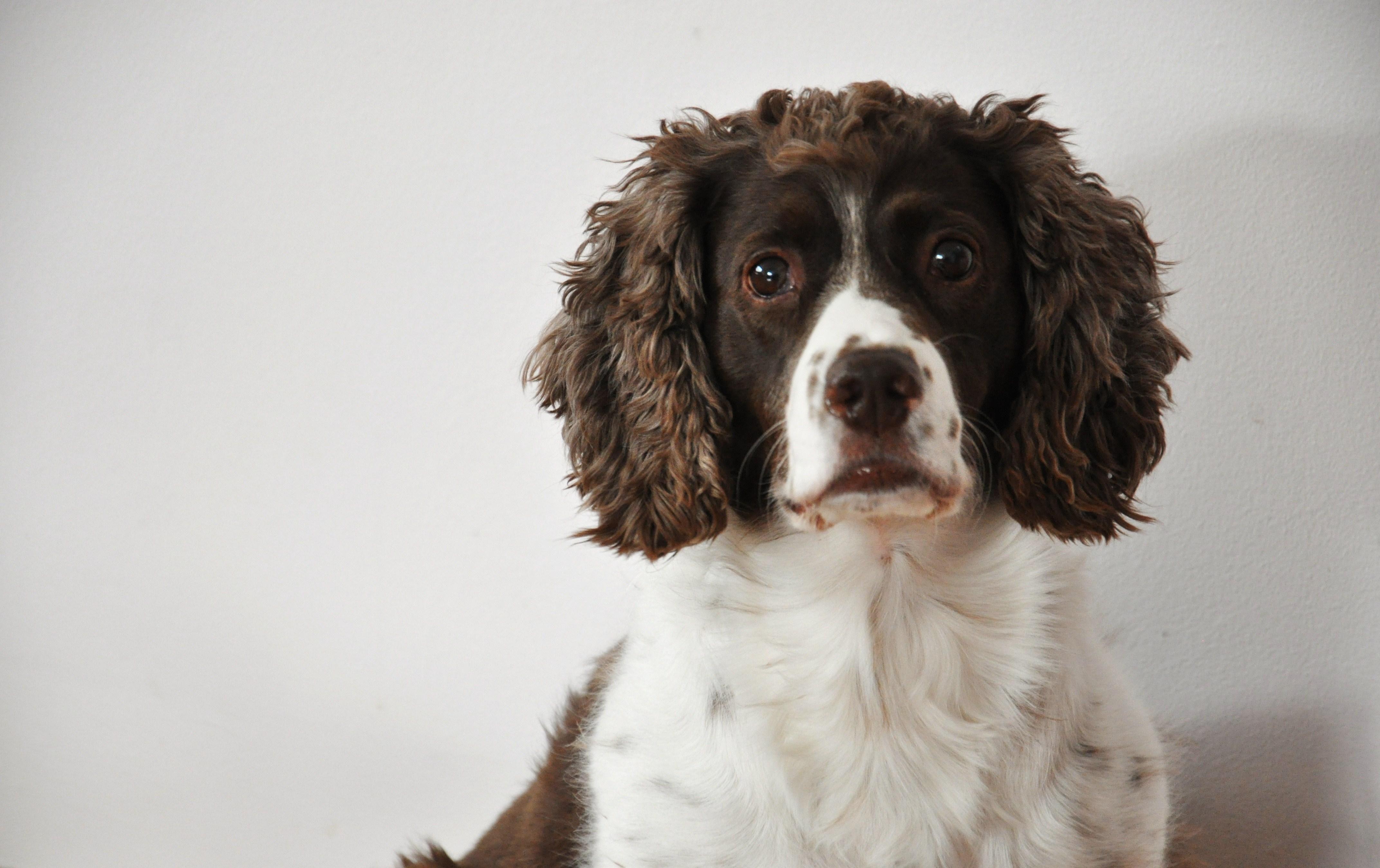 4288x2698 Springer Spaniel Wallpaper. Cocker Spaniel Wallpaper, Springer Spaniel Wallpaper and English Springer Spaniel Wallpaper