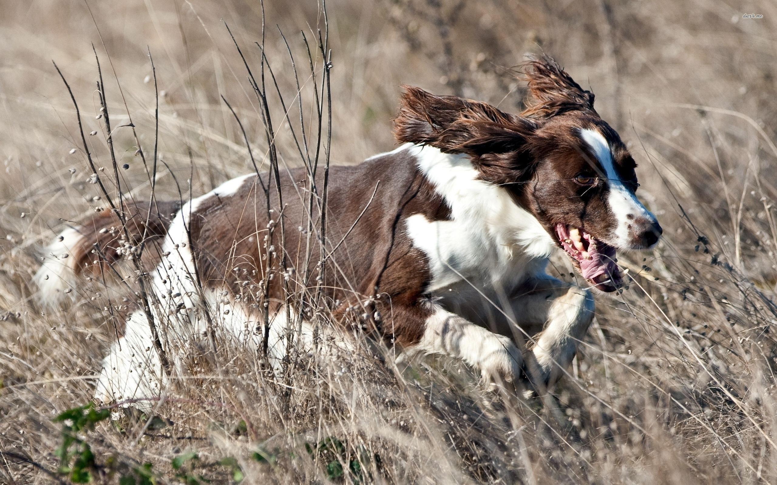 2560x1600 English Springer Spaniel wallpaper HD. English springer spaniel, English springer, Springer spaniel