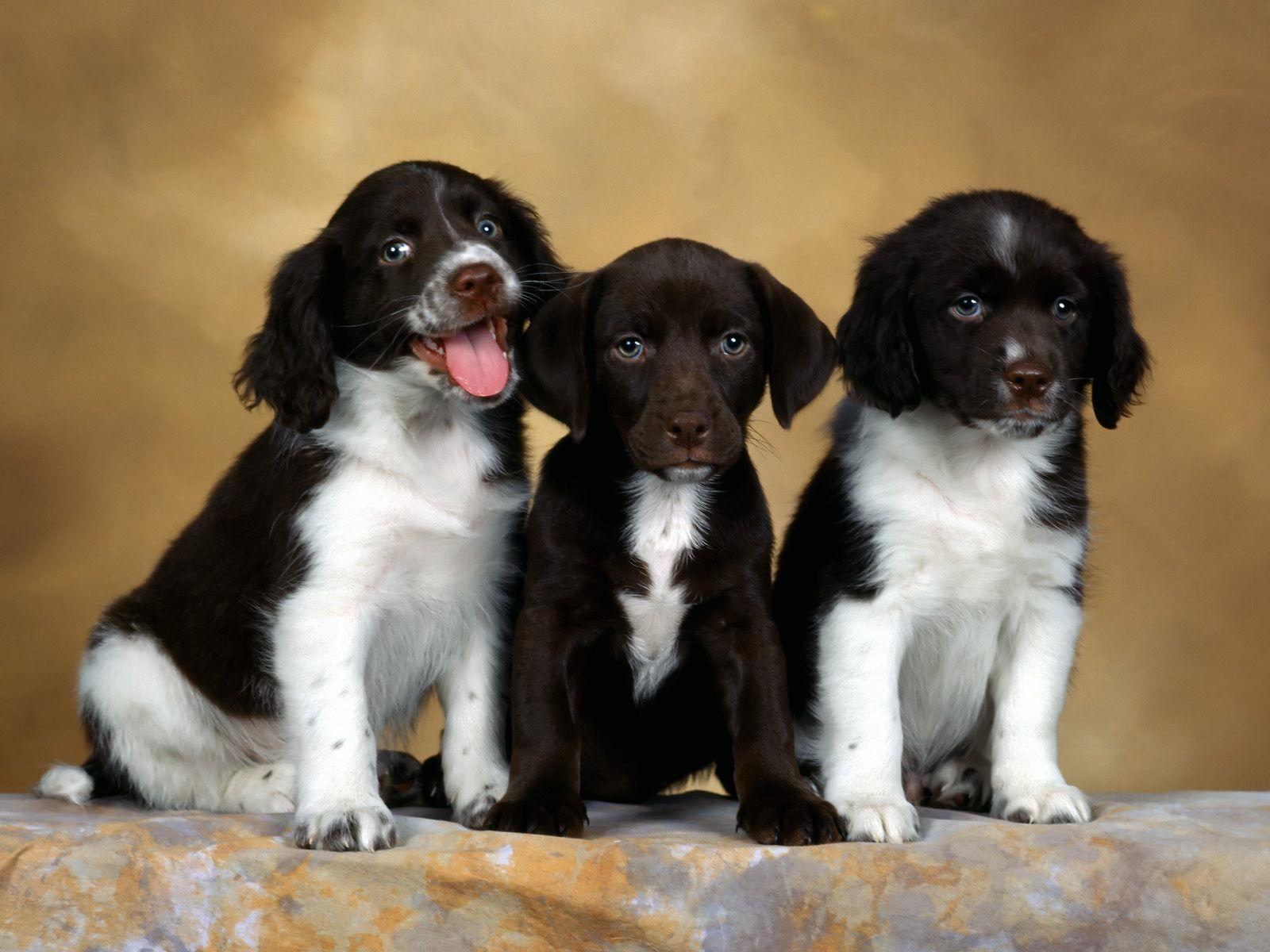 English Springer Spaniel Wallpapers - Top Free English Springer Spaniel