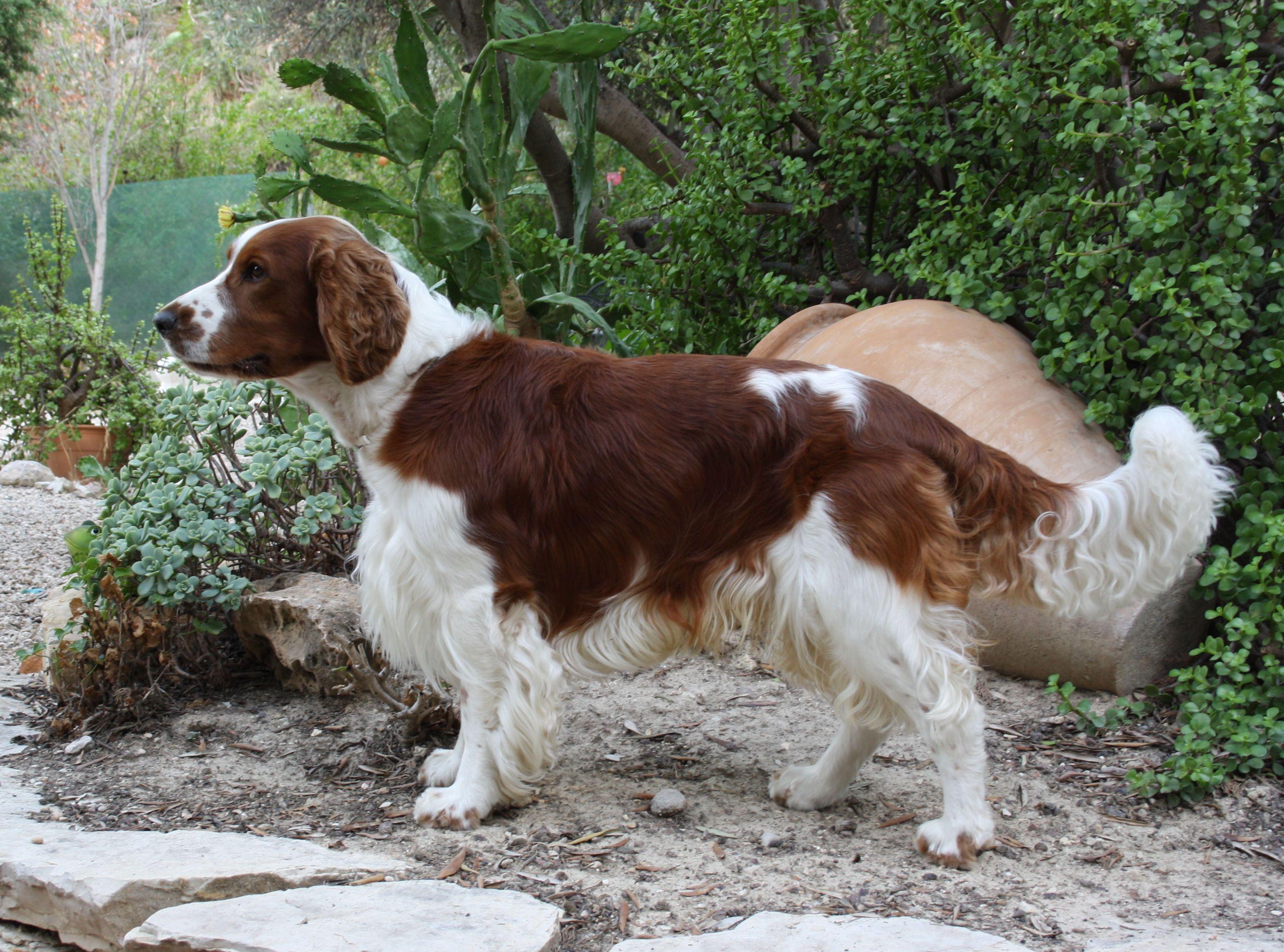 2974x2205 Welsh Springer Spaniel