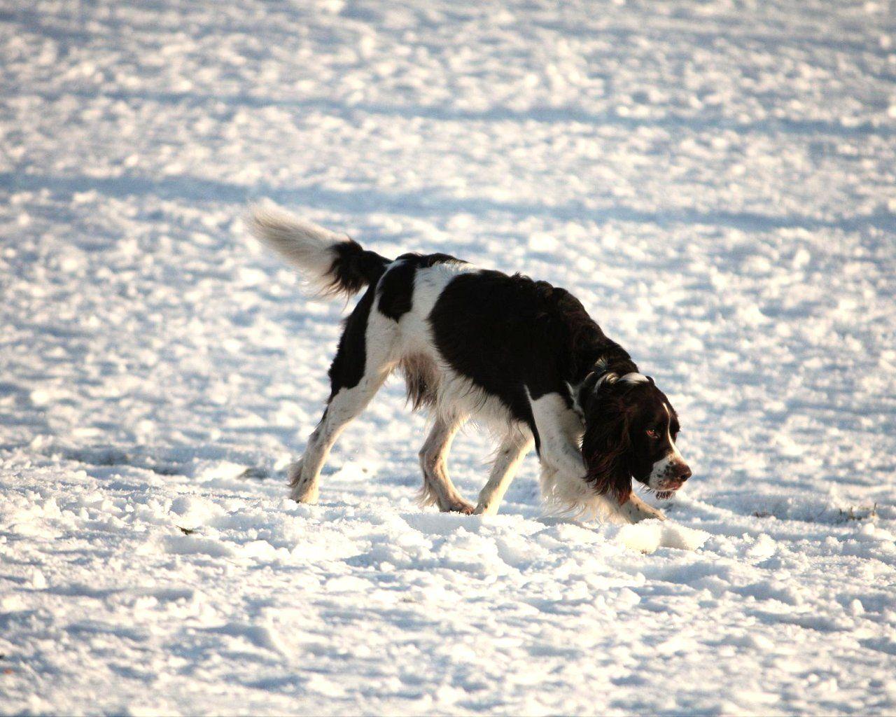 1280x1024 English Springer Spaniel Wallpaper, Picture & Breed Information. Spaniel, English springer spaniel, Springer spaniel