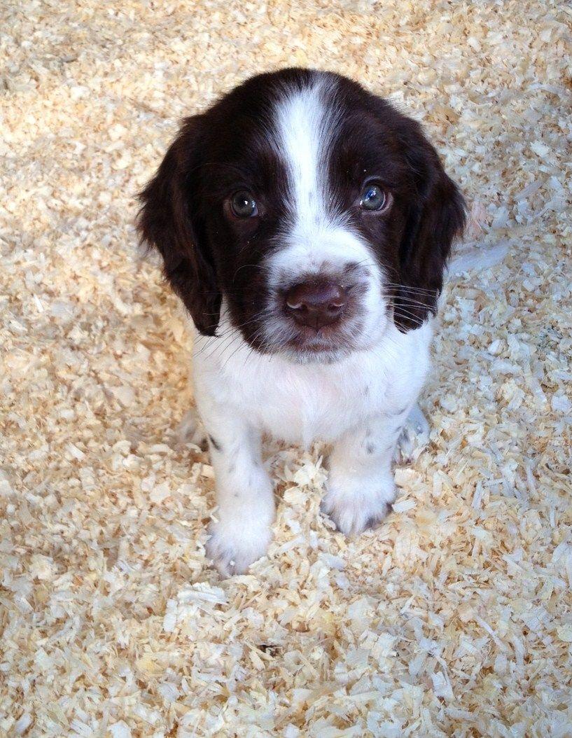 817x1054 Cute English Springer Spaniel puppy photo and wallpaper. Beautiful Cute English Springer Spaniel puppy picture