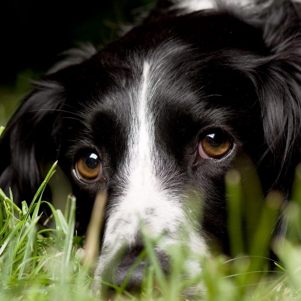 English Springer Spaniel Wallpapers - Top Free English Springer Spaniel