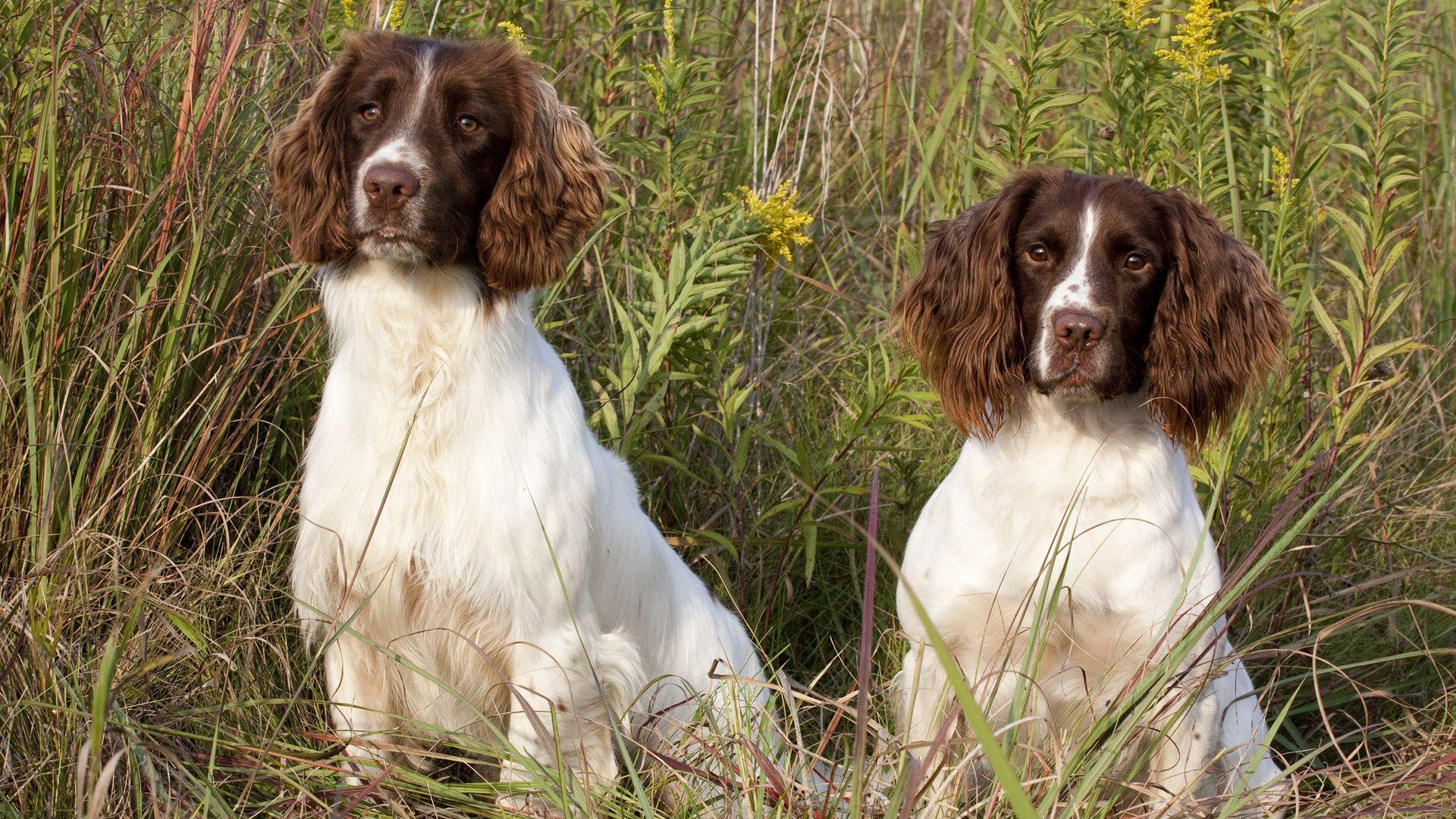 English Springer Spaniel Wallpapers - Top Free English Springer Spaniel