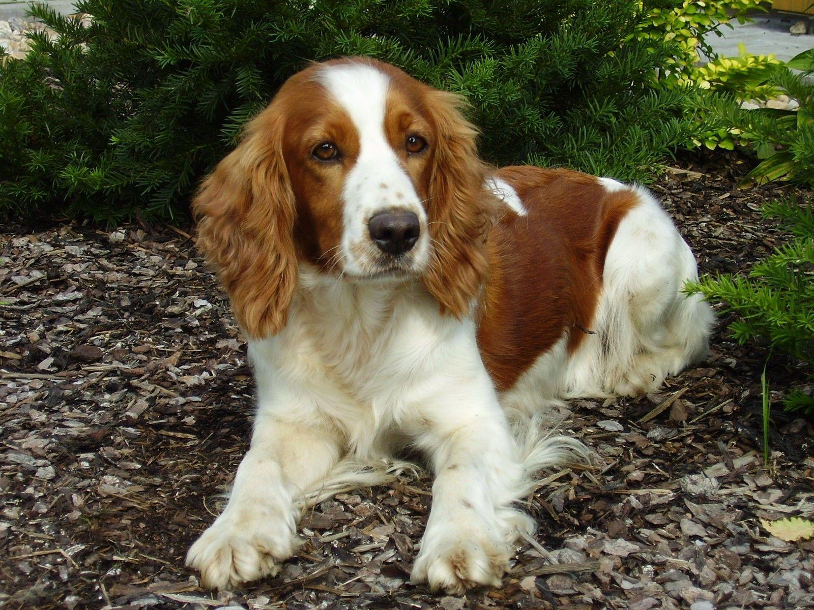 1600x1200 Welsh Springer Spaniel. Springer spaniel, Springer spaniel welpen, Welsh springer spaniel