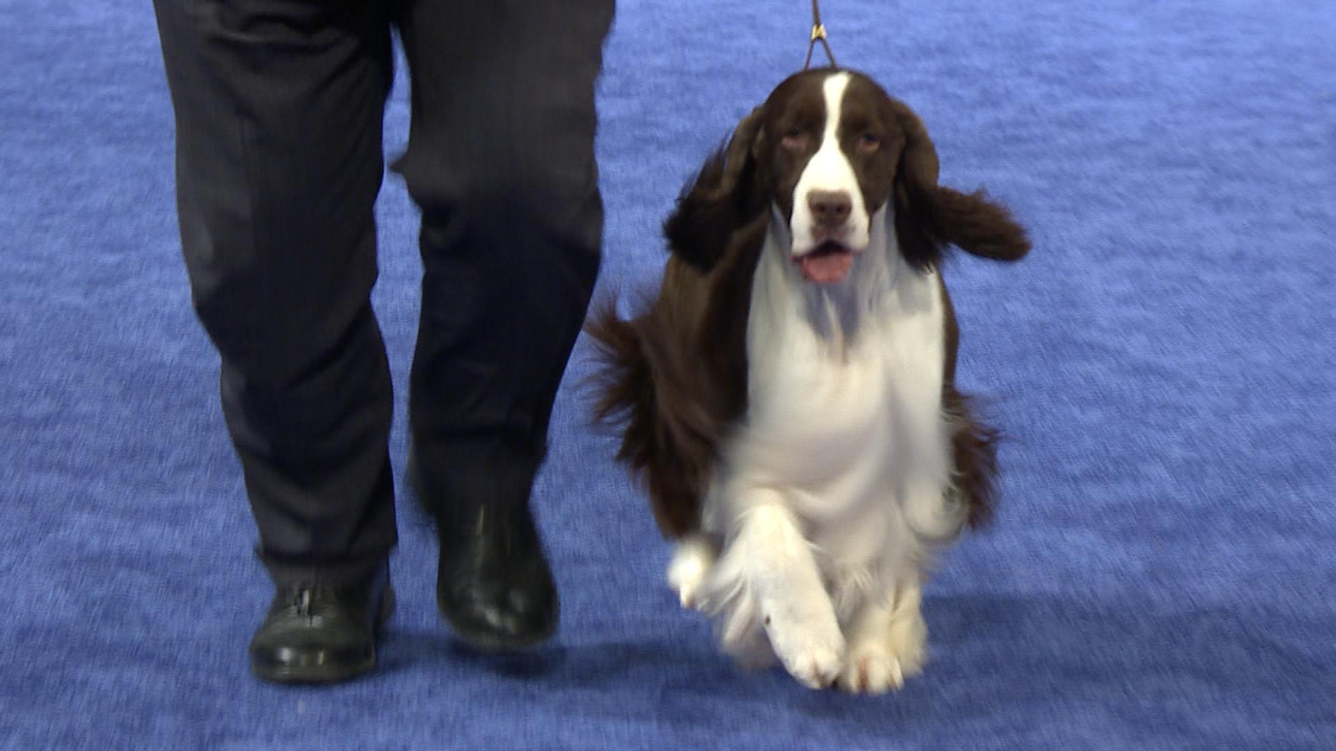 English Springer Spaniel Wallpapers - Top Free English Springer Spaniel