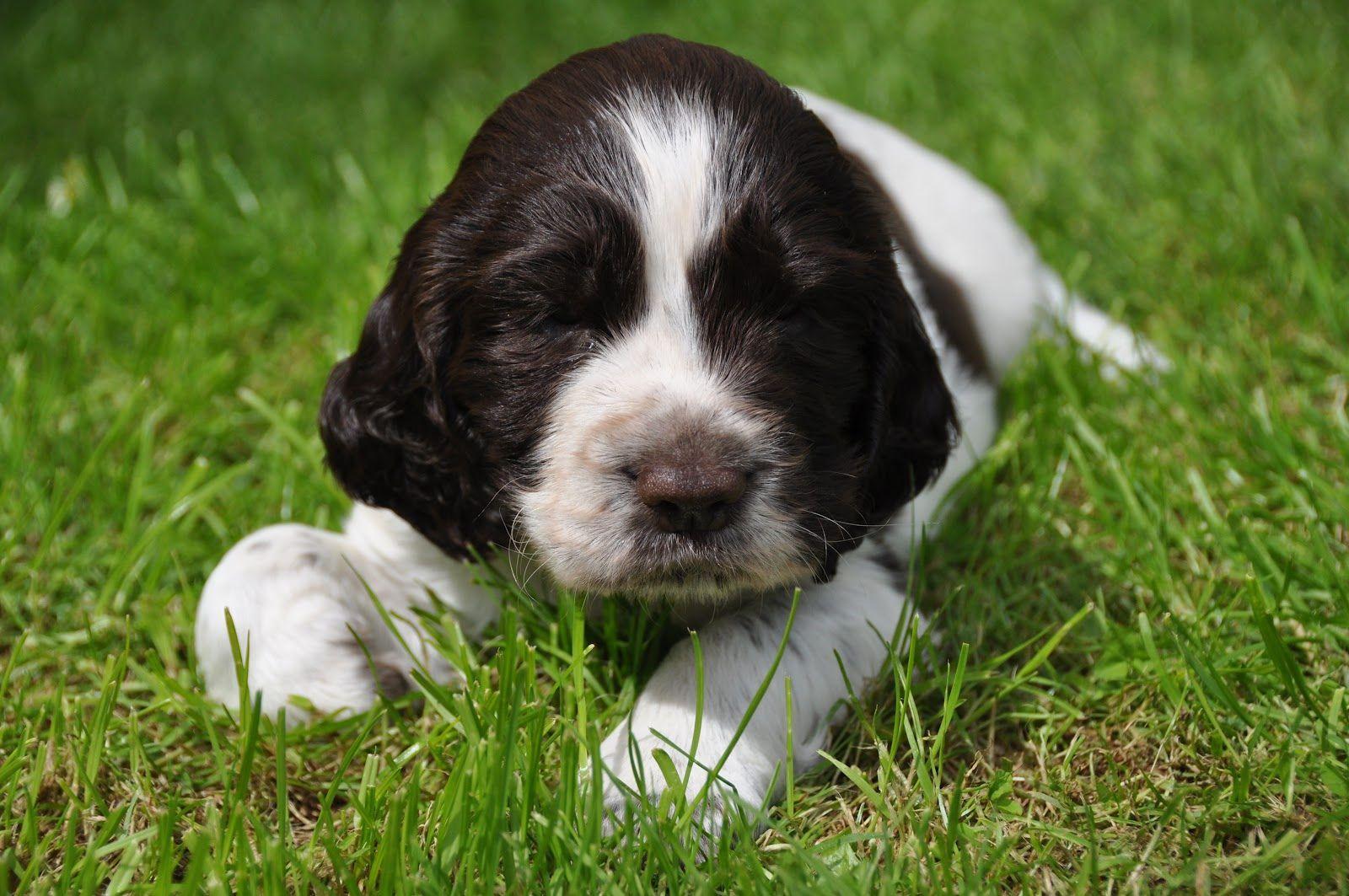 English Springer Spaniel Wallpapers Top Free English Springer Spaniel English Springer Spaniel Wallpapers Top Free English Springer Spaniel