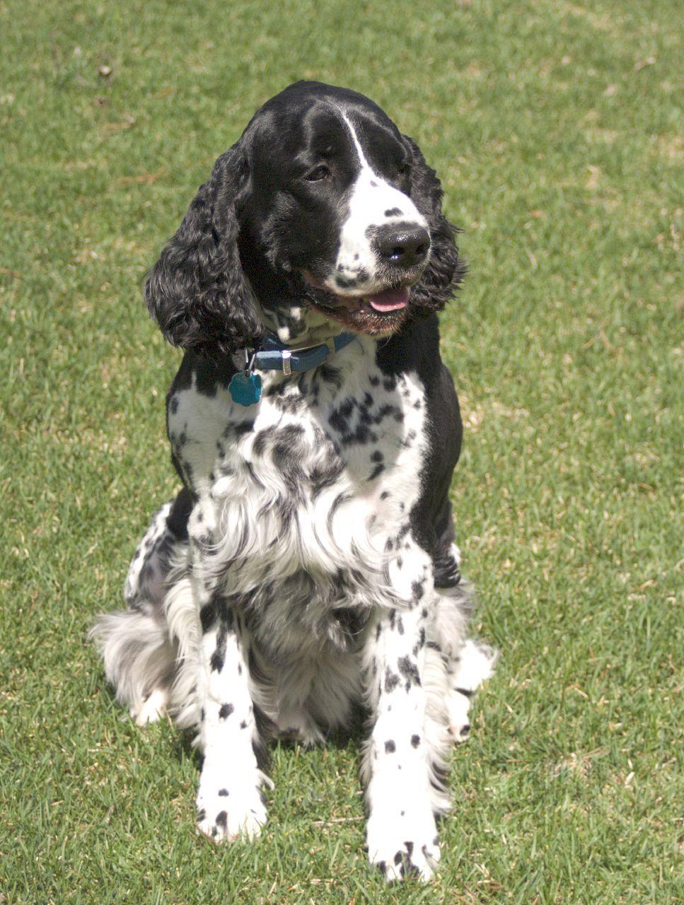 967x1280 Cute English Springer Spaniel dog photo and wallpaper. Beautiful Cute English Springer Spaniel dog picture