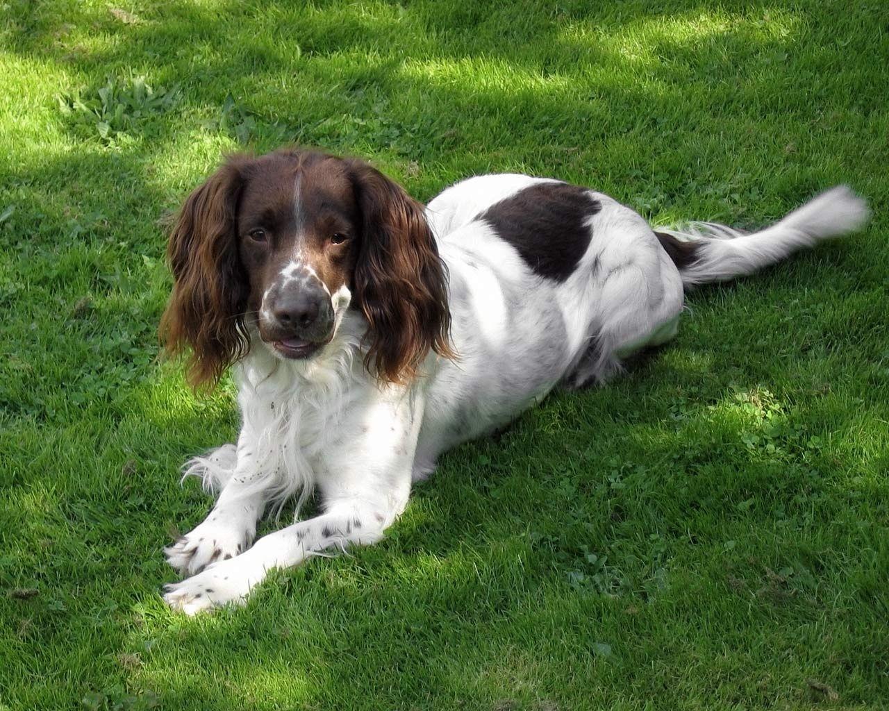 English Springer Spaniel Wallpapers - Top Free English Springer Spaniel ...