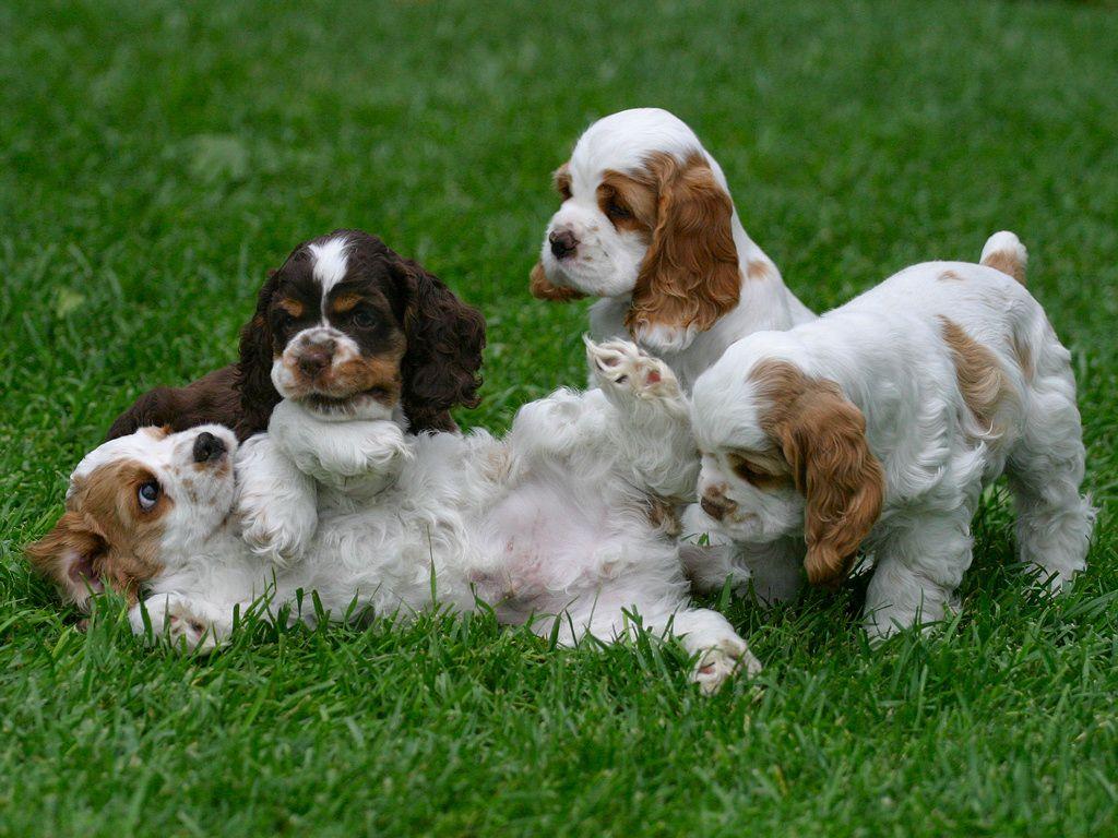 1024x768 English Springer Spaniel Wallpaper HD Download 1024x768