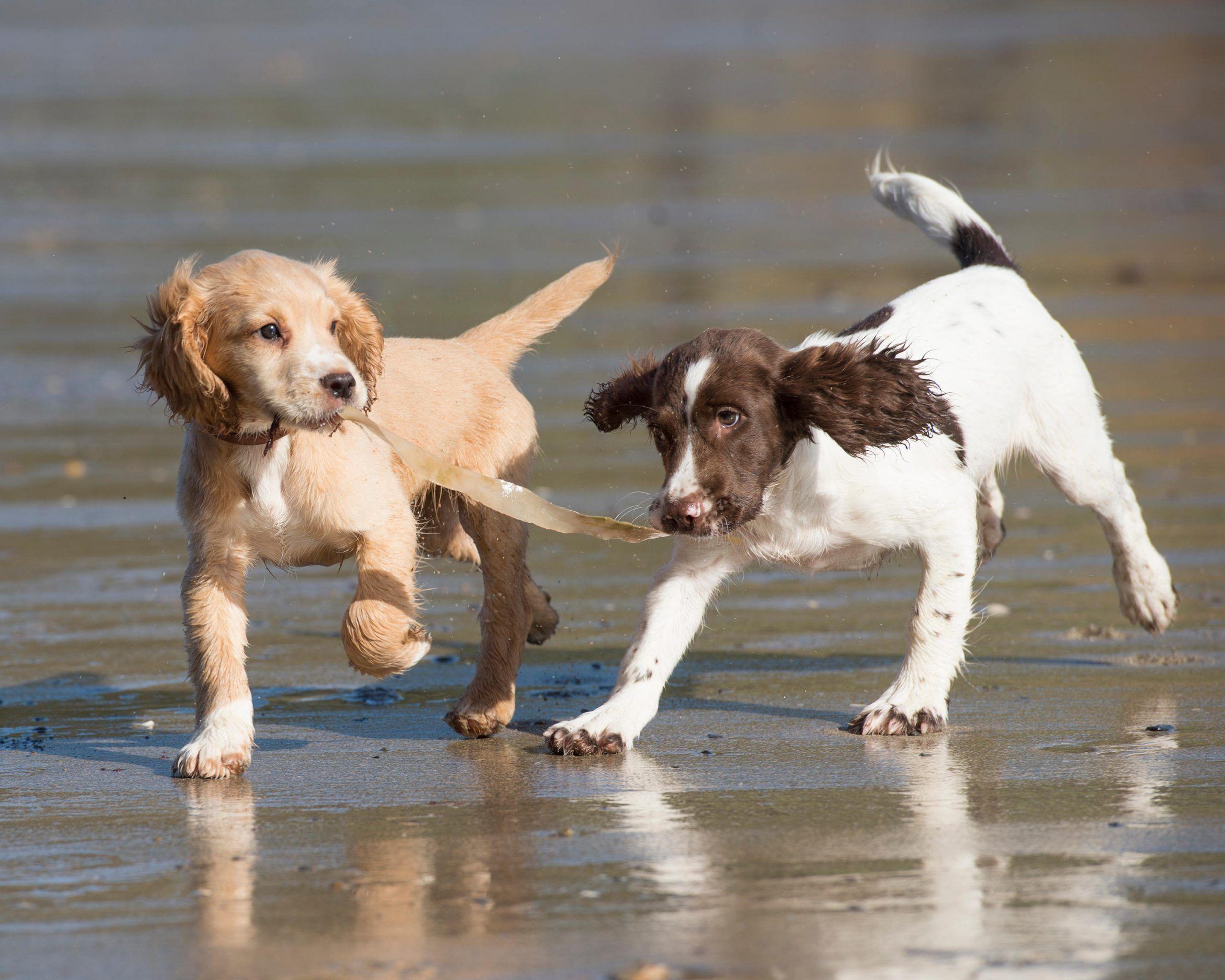 2560x2048 Cocker spaniel vs springer spaniel: What owners need to know