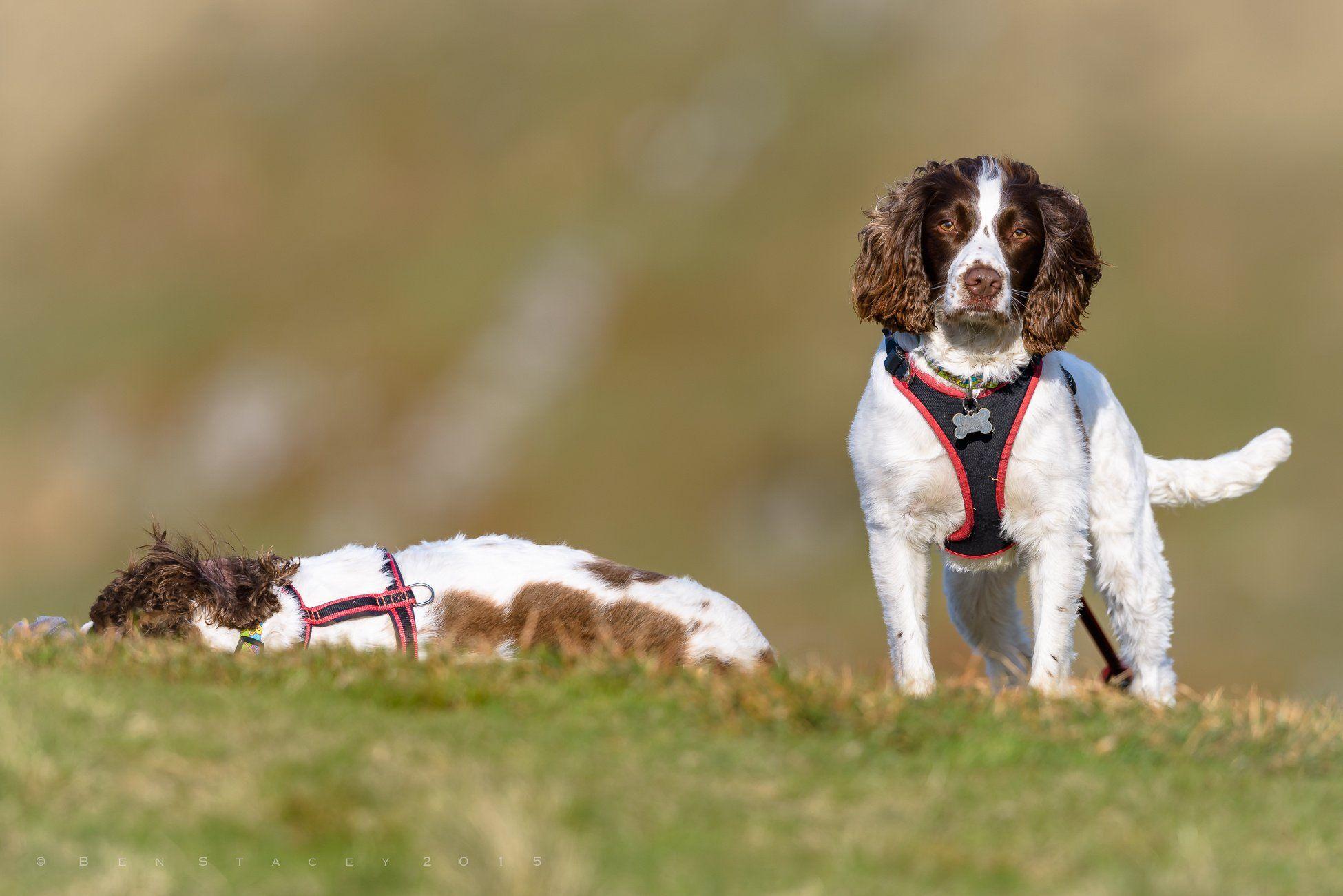 1950x1301 English springer spaniel spaniel dog wallpaperx1301