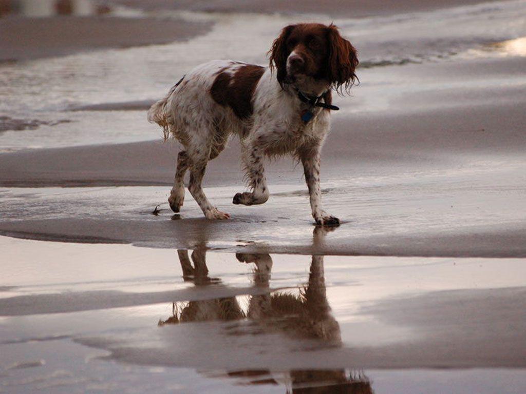 1024x768 Download English Springer Spaniel Wallpaper Gallery
