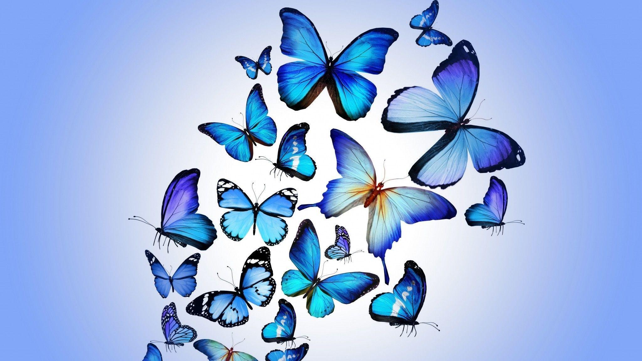 2048x1152 Blue Butterfly Wallpaper