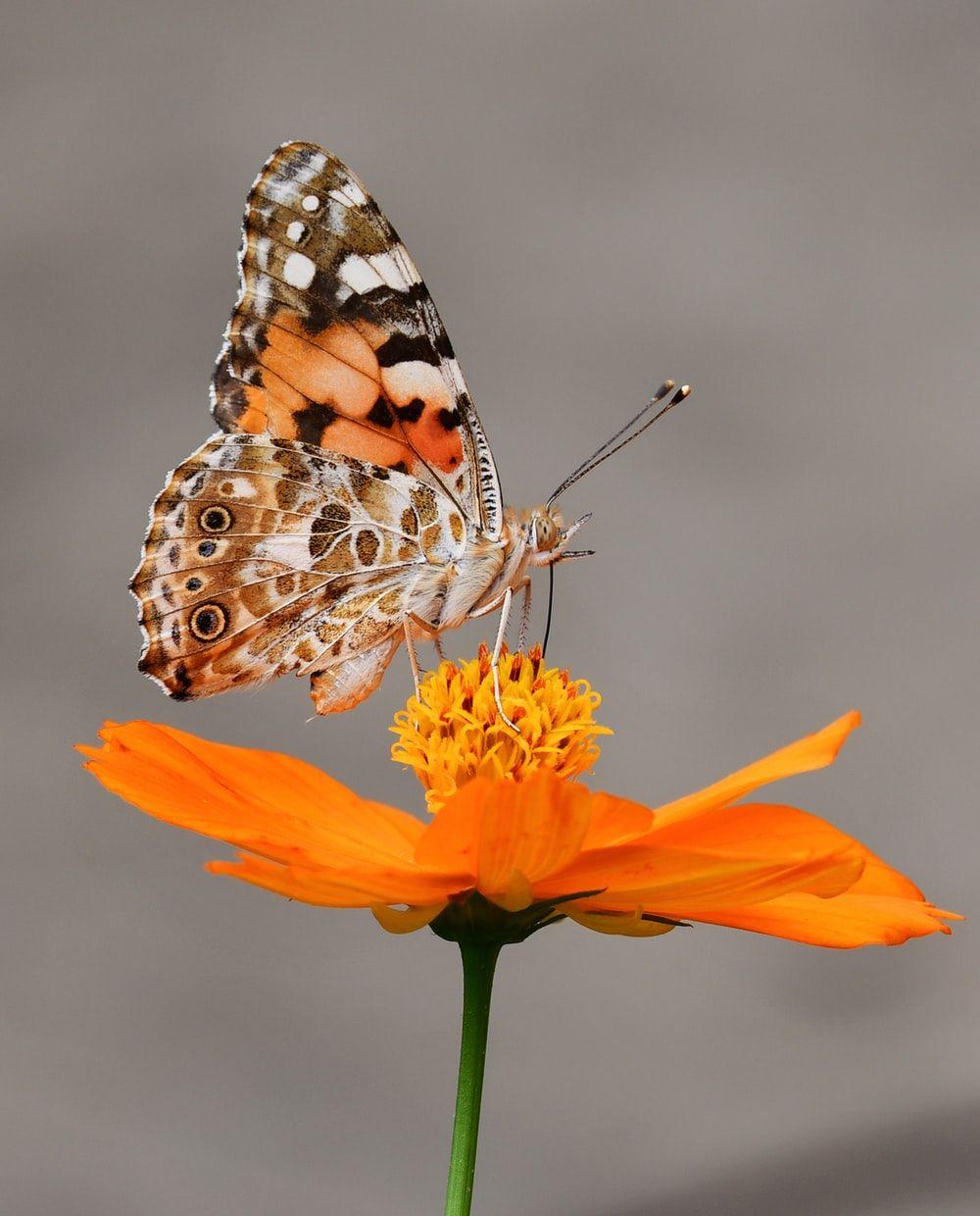 1000x1240 Butterfly Wallpaper: Free HD Download [HQ]