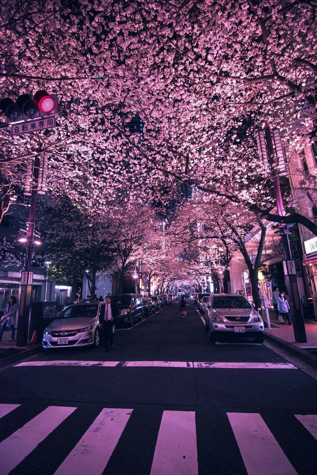 Pink Japanese Aesthetic Wallpapers - Top Free Pink Japanese Aesthetic