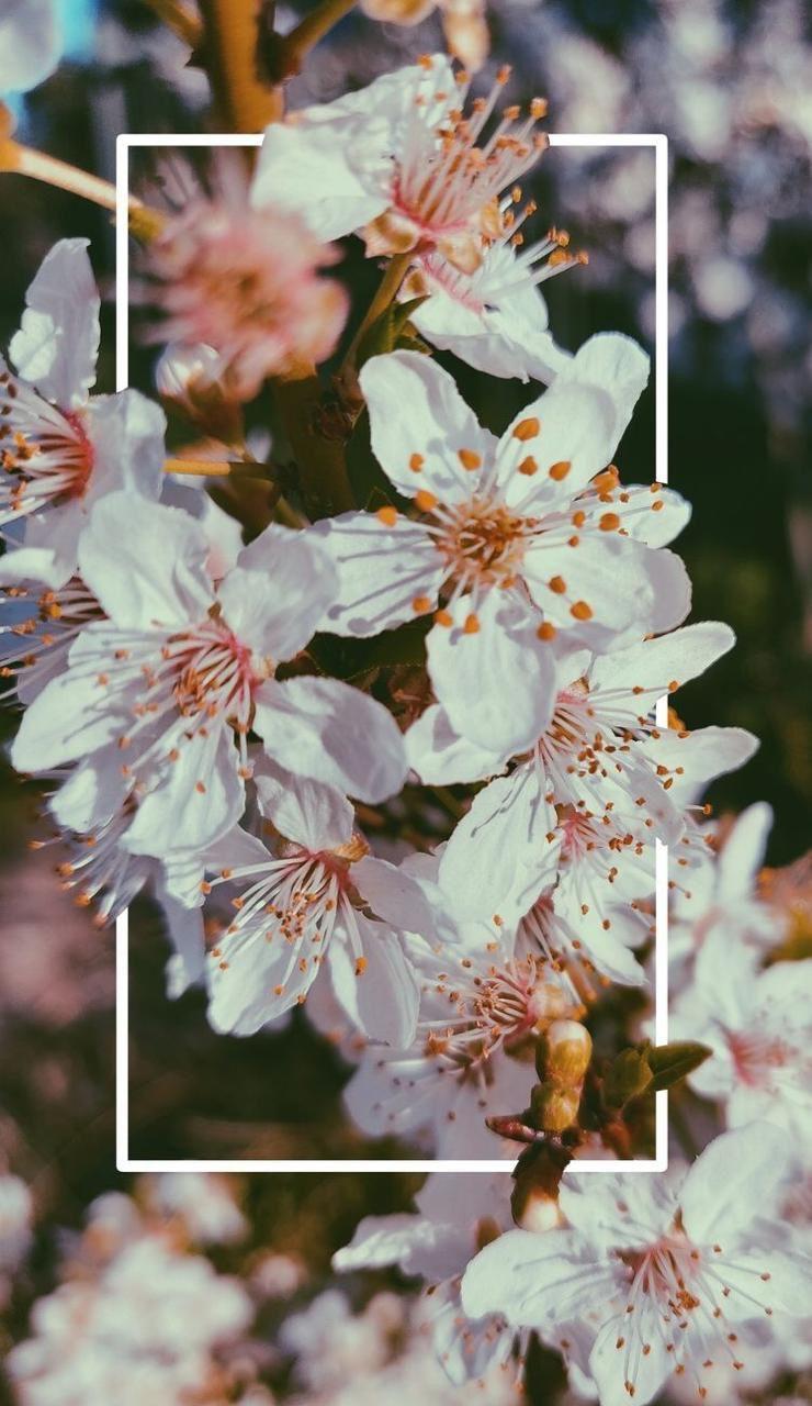 Aesthetic Flower Iphone Wallpapers Top Free Aesthetic Flower Iphone Backgrounds Wallpaperaccess