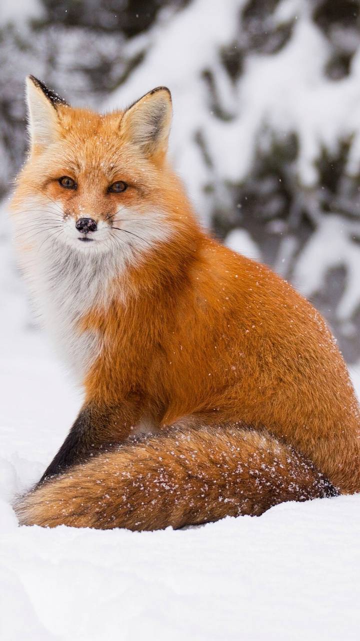 720x1280 Free Steve Fox Wallpaper HD. Wallpaper