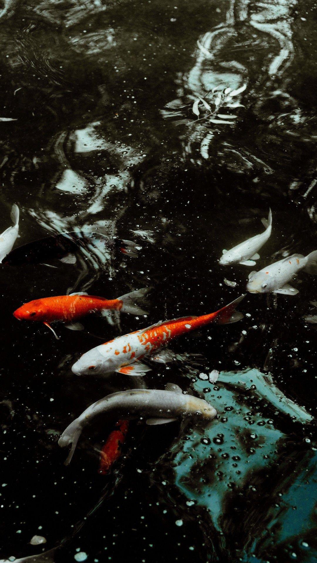 1080x1920 Koi Fish Screensaver Iphon .