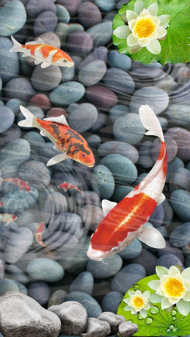 Koi Fish Phone Wallpapers Top Free Koi Fish Phone Backgrounds