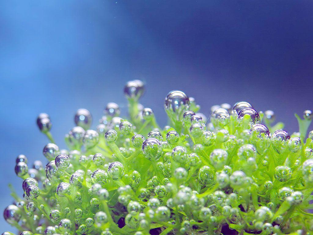1024x768 HDWP 44: Plants Collection Of Widescreen Wallpaper. Underwater Image, Underwater Wallpaper, Underwater Photography