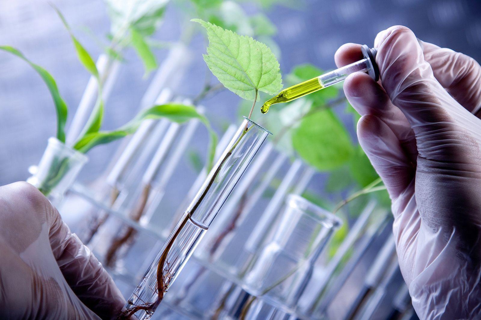 Plant Biotechnology Wallpapers - Top Free Plant Biotechnology