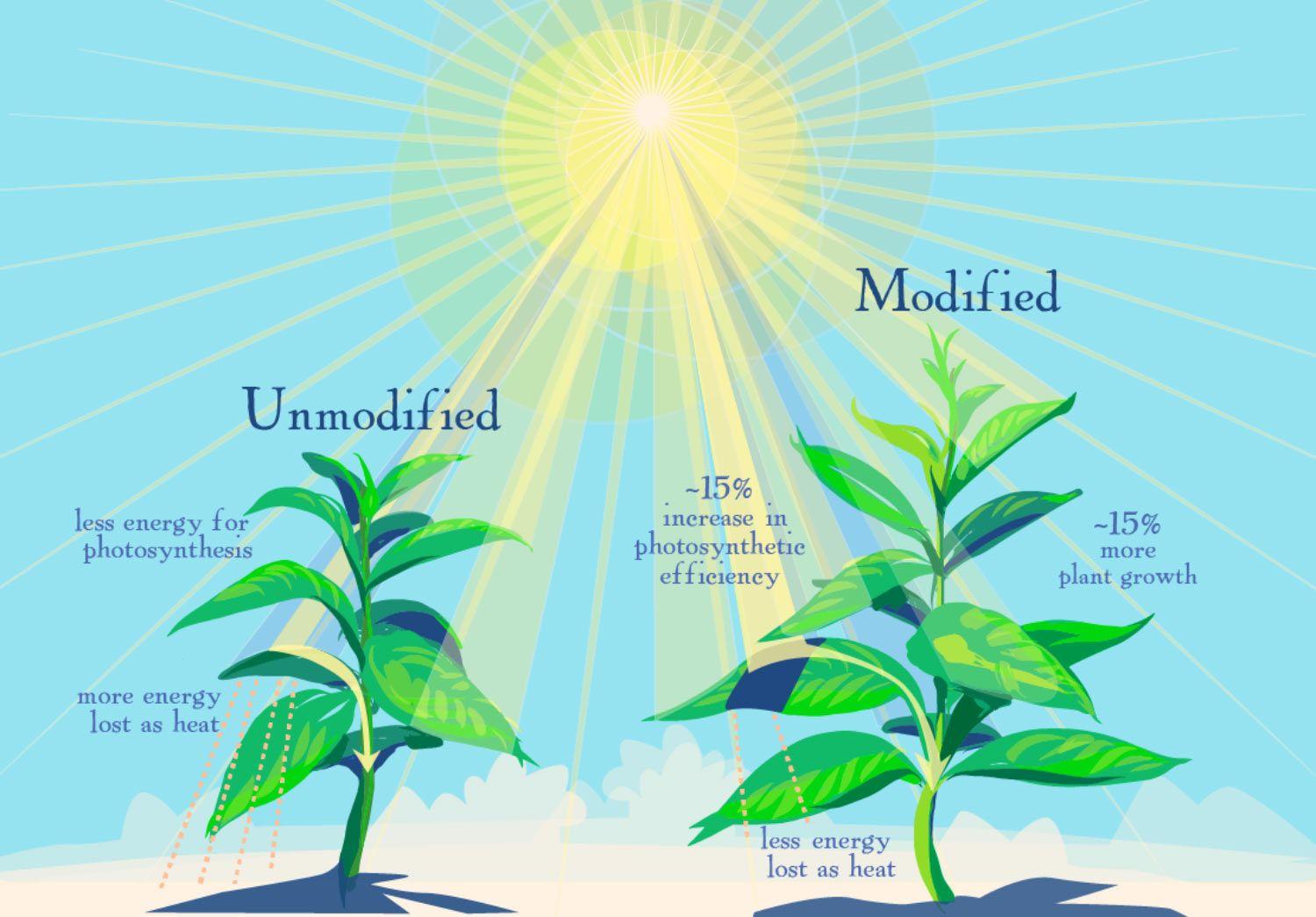 Looking for the plant. Влияние света на растения. Свет влияет на растения. Воздействие солнца на растения. Влияние солнечного света на растения.