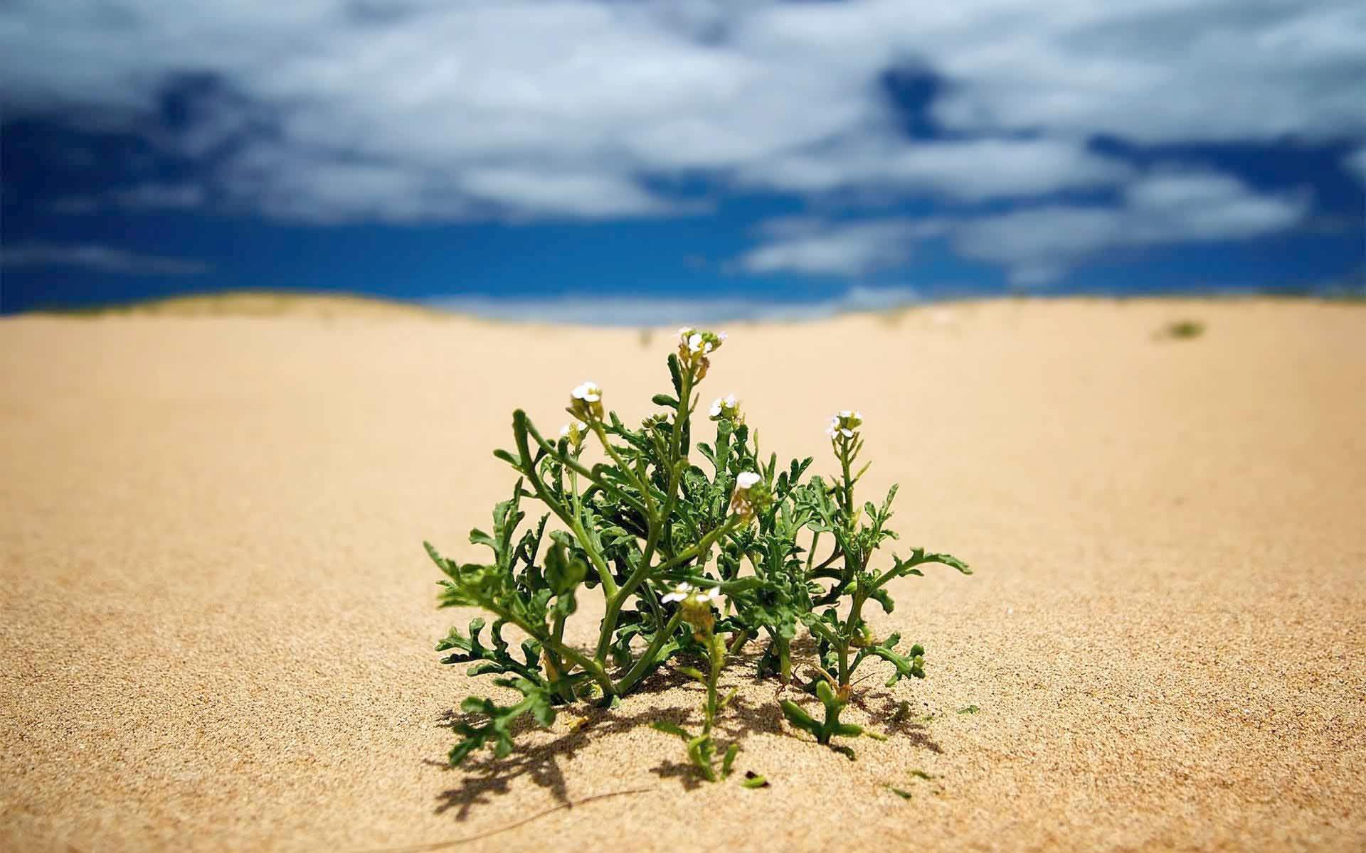 1920x1200 Resurrection plants: surviving in lifeless environments
