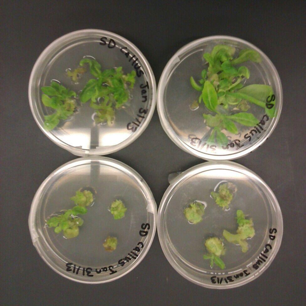Plant culture. Растения in vitro бактерии. Микроклон мох бабл. Микроклон комнатные растения. Клонирование вариегатных растений.